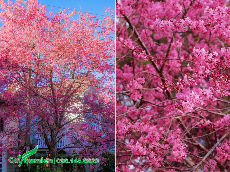 Cây hoa Mai Anh Đào cổ thụ trồng trước cổng nhà người dân ở Đà Lạt