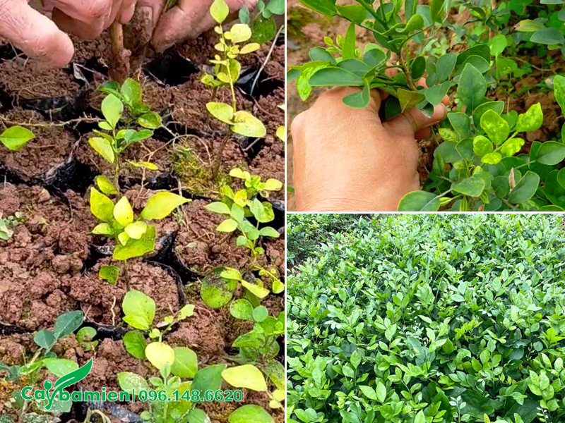 Cây giống Nguyệt Quế trồng từ hạt