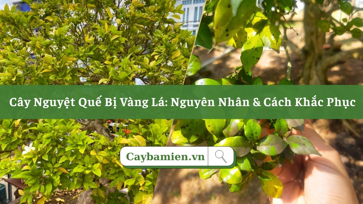 Hướng dẫn cách xác định nguyên nhân và cách khắc phục cây Nguyệt Quế bị vàng lá