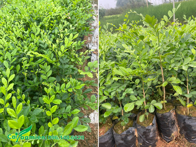 Vườn cây giống Nguyệt Quế hàng vạn bầu, cây giâm cành chuẩn khỏe đẹp