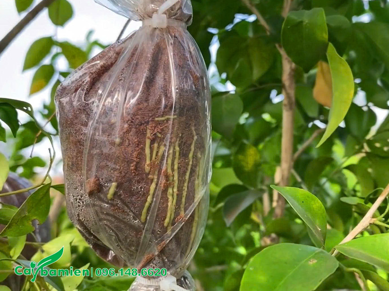 Bầu chiết cành Nguyệt Quế đậ điều kiện cắt đem trồng