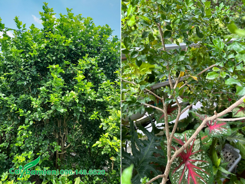 Chọn cây mẹ khỏe mạnh, lâu năm, có nhiều đặc tính tốt để nhân giống