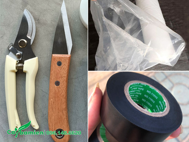 Các dụng cụ cần thiết khi chiết cành, giâm cành cây hoa Nguyệt Quế