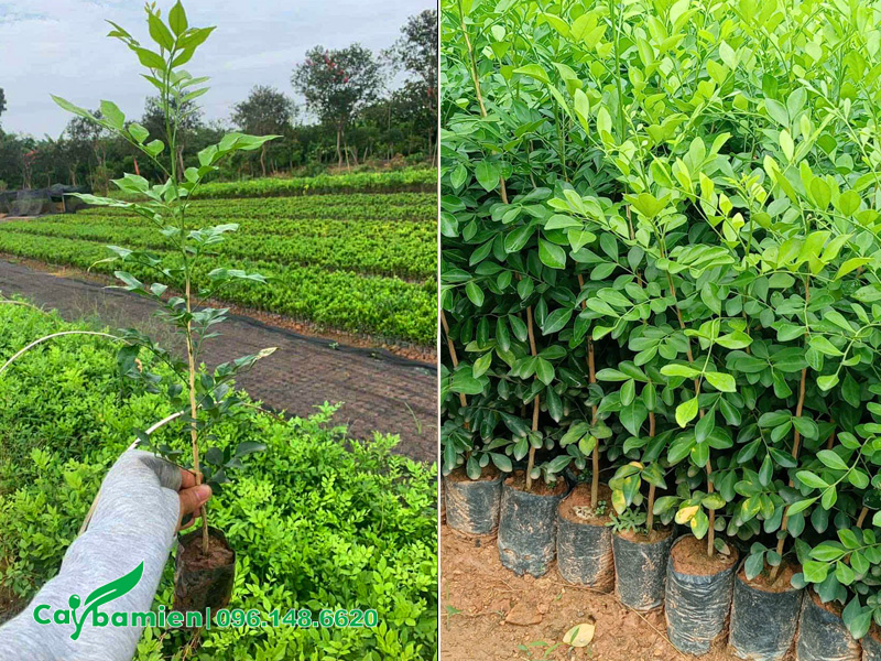 Vườn nhân giống cây hoa Nguyệt Quế chất lượng cao