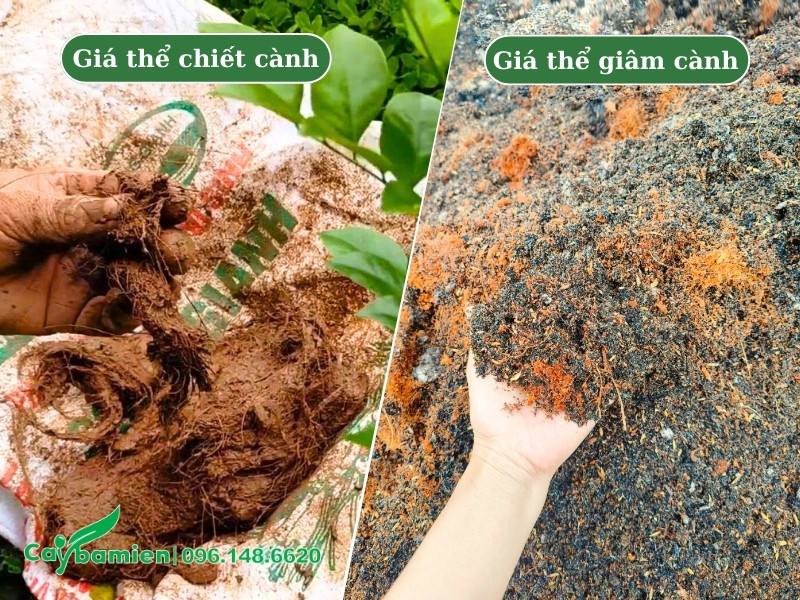 Giá thể dùng để chiết cành, giâm cành cây hoa Nguyệt Quế