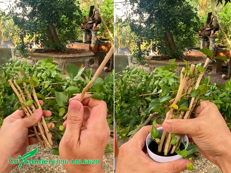 Hướng dẫn cách nhân giống cây hoa Nguyệt Quế bằng phương pháp giâm cành