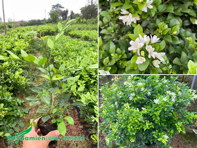 Vườn nhân giống cây hoa Nguyệt Quế số lượng lớn