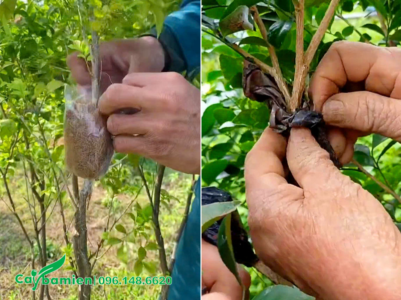 Kỹ thuật bó bầu khi chiết cành cây hoa Nguyệt Quế