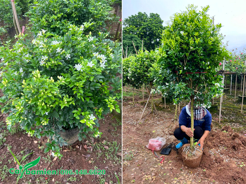 Vườn nuôi trồng cây nguyệt quế cung cấp cho các công trình