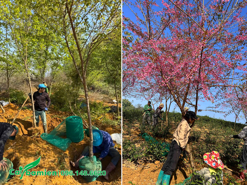 Vườn cây hoa Mai Anh Đào công trình tại Sơn La, đang được khai thác số lượng lớn