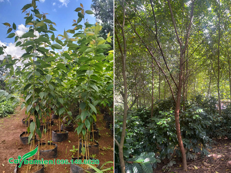 Cây giống mai anh đào và cây đã trưởng thành, đường kính gốc 5 - 7cm