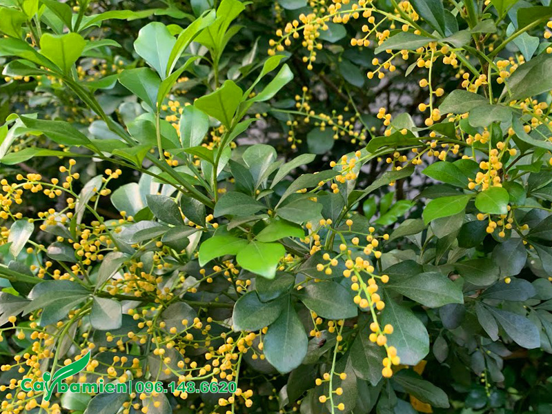Cây ngâu nở hoa siêu sai, chùm hoa màu vàng chanh ấn tượng