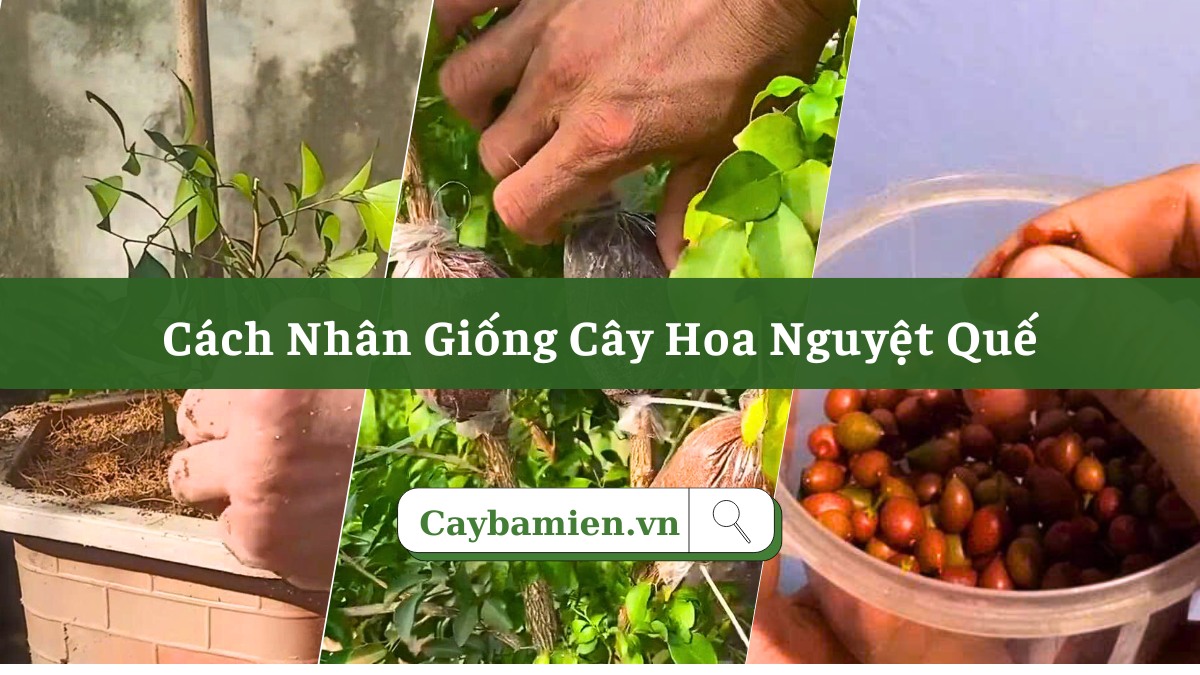 Các cách nhân giống cây hoa nguyệt quế hiệu quả cao