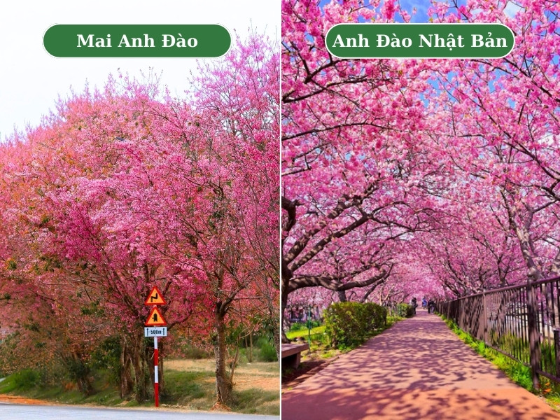 Hình ảnh so sánh cây mai anh đào và cây anh đào Nhật Bản khi nở rộ hoa