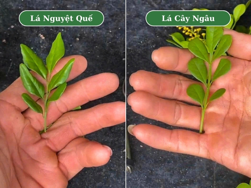 Phân biệt cây ngâu và cây nguyệt quế qua hình thái lá