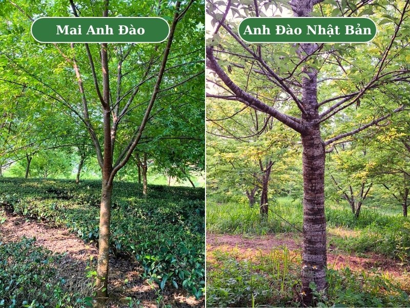 Phân biệt qua đặc điểm thân cây và hướng mọc của của cành