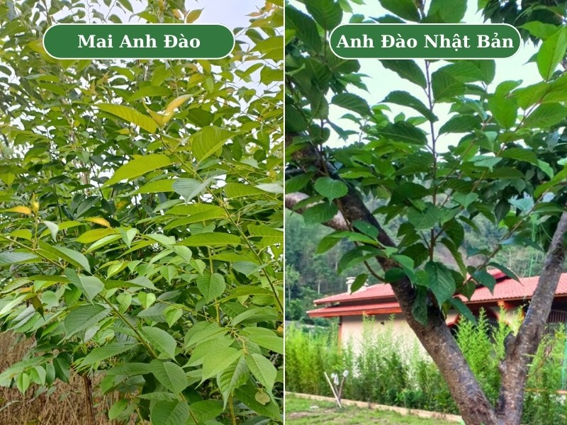 So sánh hình thái lá cây Mai Anh Đào và cây Anh Đào Nhật Bản