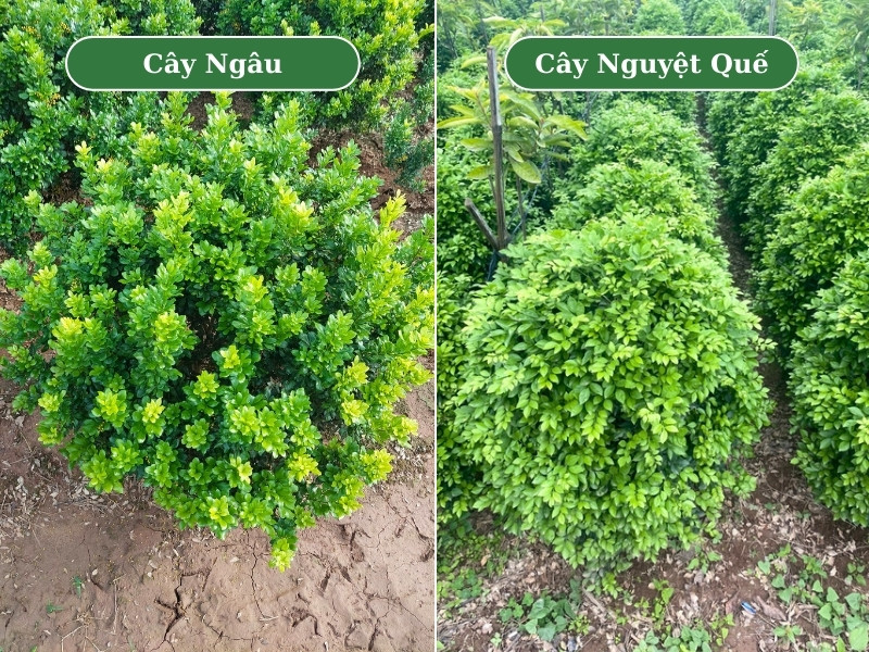 Vườn cây ngâu tròn và cây nguyệt quế tán tròn đẹp