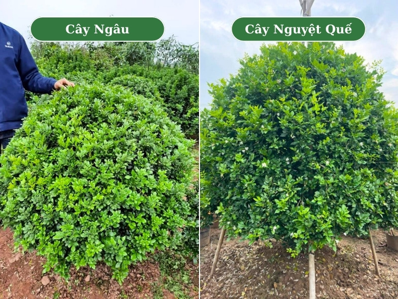 Cây nguyệt quế có phải là cây ngâu không?