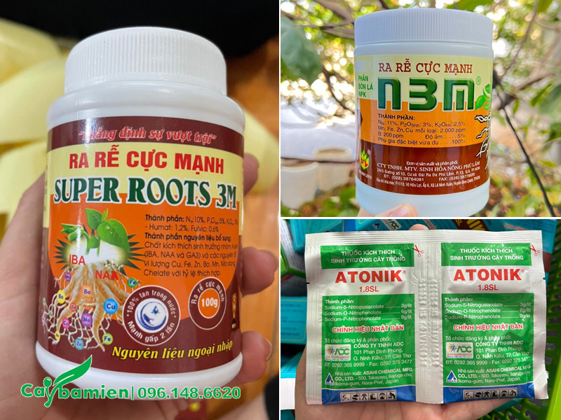 Các loại thuốc kích rễ sử dụng khi nhân giống cây hoa Nguyệt Quế