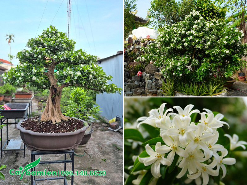 cây nguyệt quế bonsai, cây trồng cảnh quan đẹp