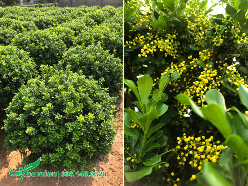 Trồng cây ngâu ở đâu?