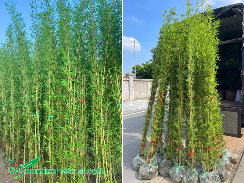 Bán cây Trúc Quân Tử giống chiều cao 2m