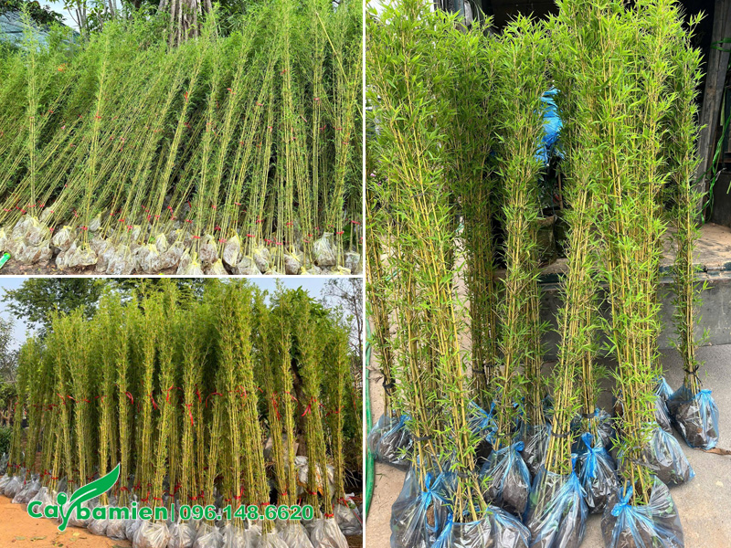 Vườn cây trúc quân tử trồng hàng rào chiều cao 2m