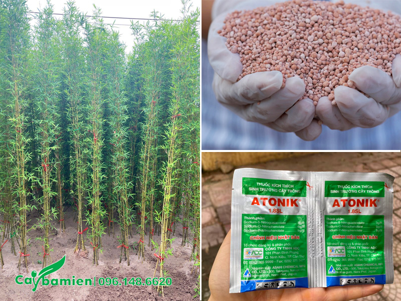 Chăm sóc cây giống Trúc Quân Tử, chiều cao 2m5