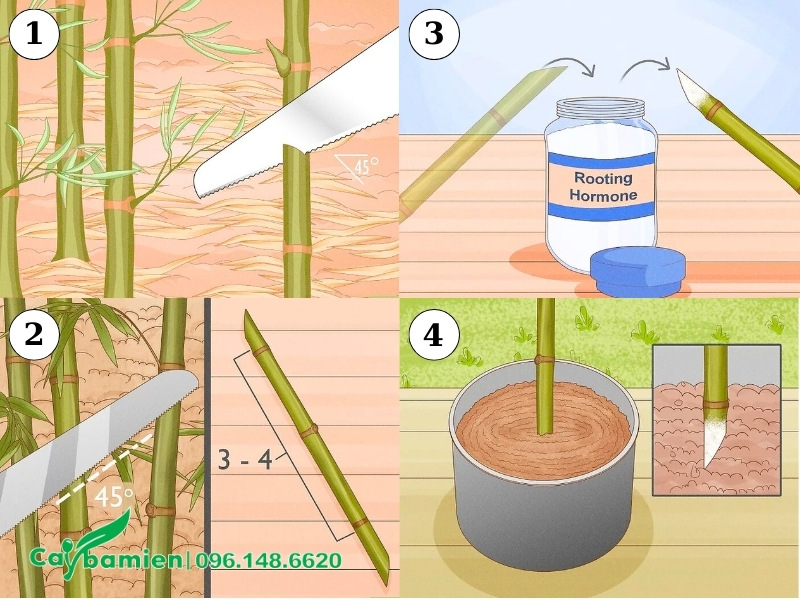 Thao thác kỹ thuật xử lý cành giâm cây Trúc Quân Tử
