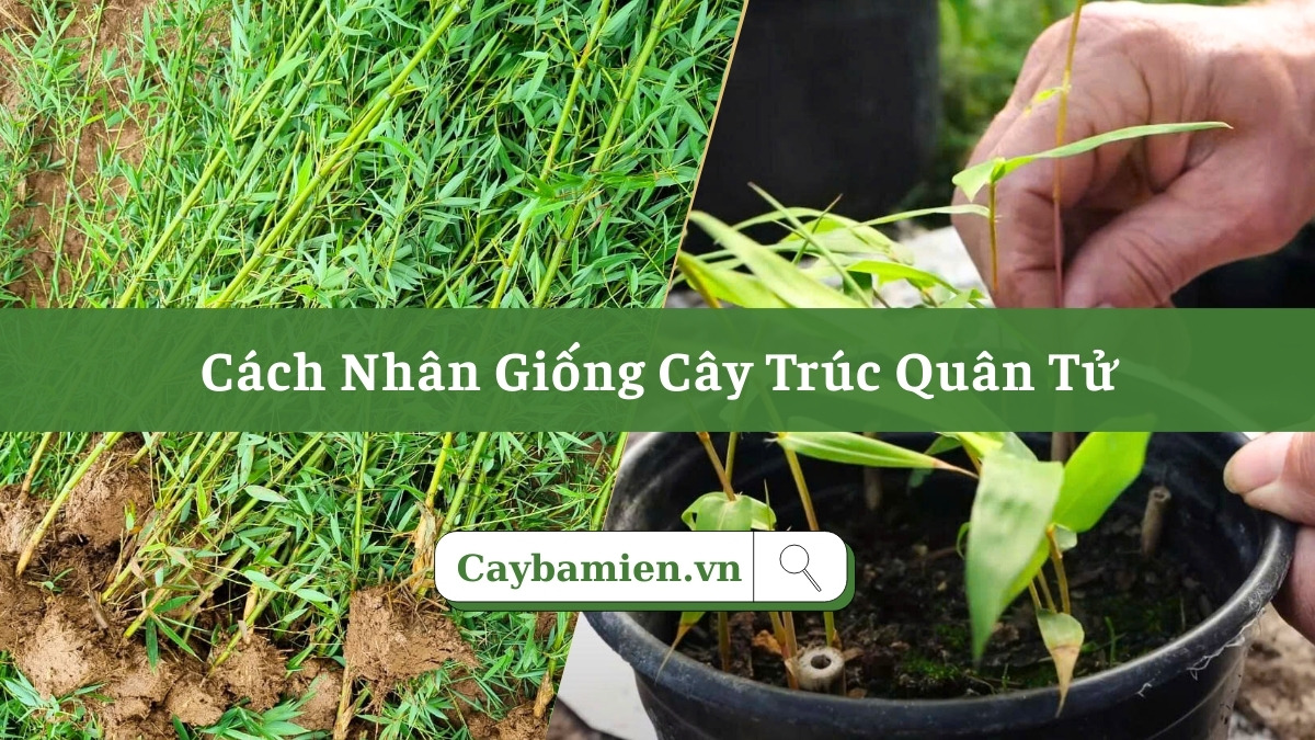 Hướng dẫn chi tiết 2 cách nhân giống cây Trúc Quân Tử hiệu quả, tỷ lệ thành công 100%