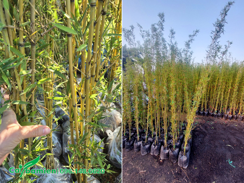 Tác bụi, trồng cây Trúc Quân Tử trong bầu đất