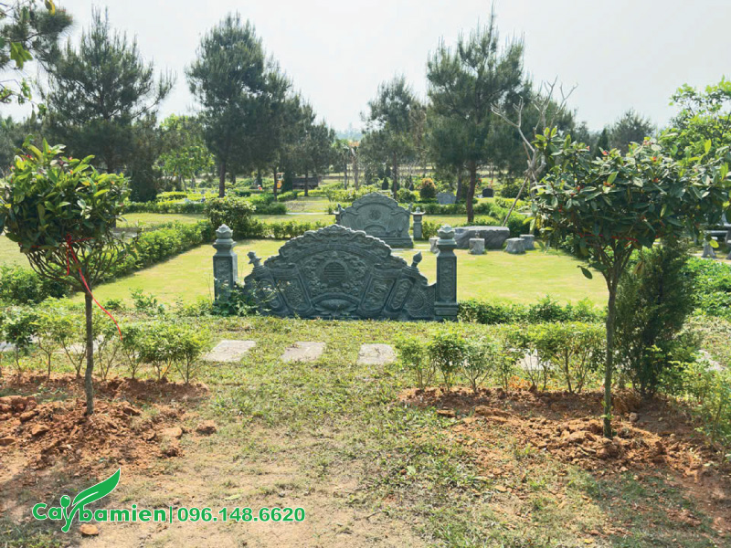 Mẫu đơn với đk gốc khoảng 2-3cm được trồng cho công viên Vĩnh Hằng