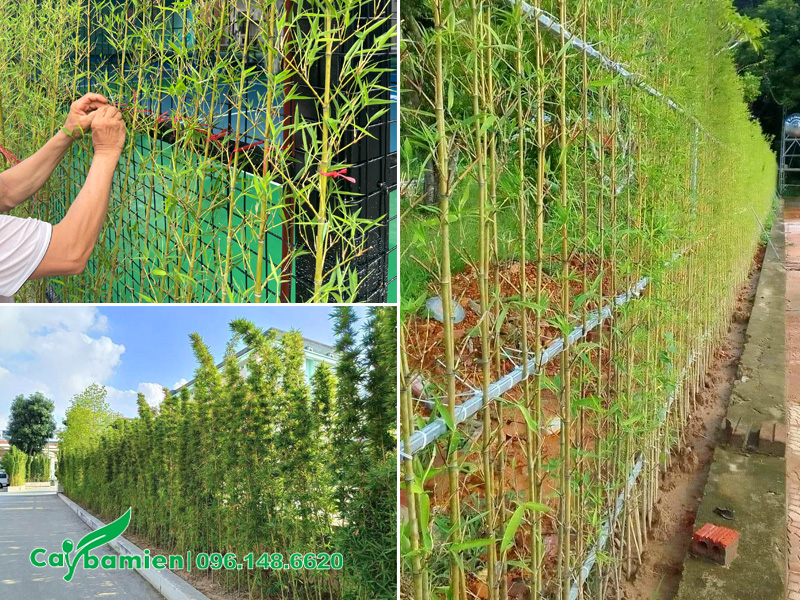 Trồng cây dọc lối đi trong khuôn viên khu nghỉ dưỡng, sân vườn biệt thự