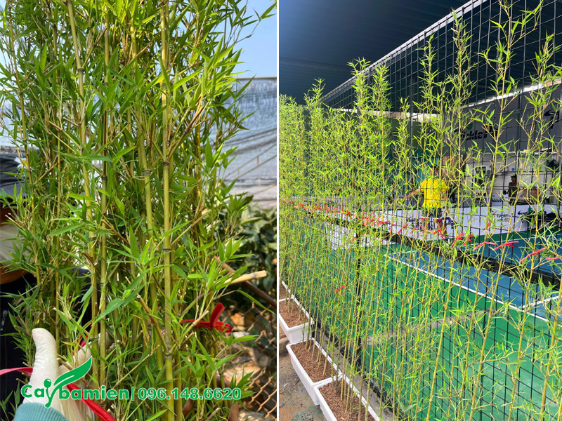 Trồng cây Trúc Quân Tử ngoài trời, nơi có nhiều ánh sáng tự nhiên