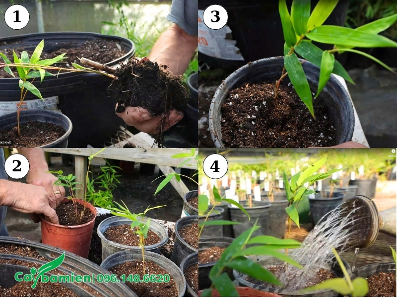 Trồng cành giâm Trúc Quân Tử