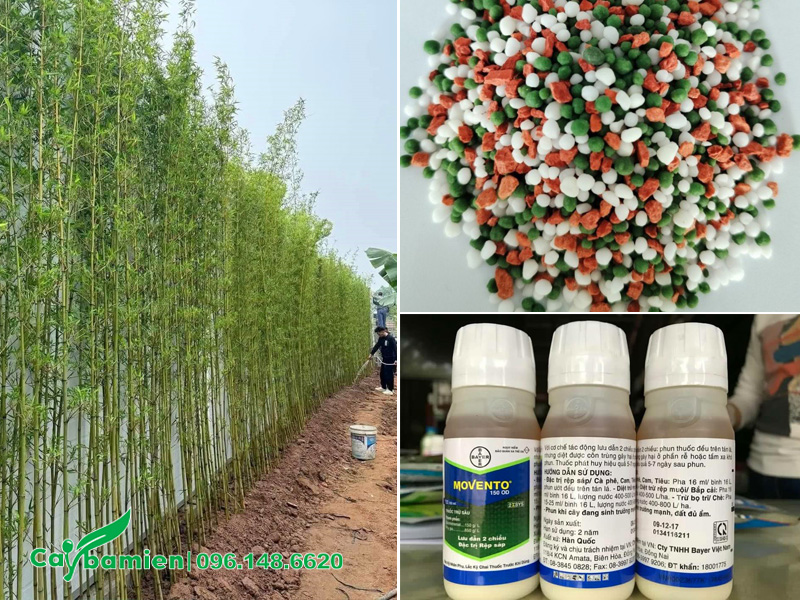 Bón phân và phòng trừ sâu bệnh hại cho cây trúc quân tử trồng hàng rào