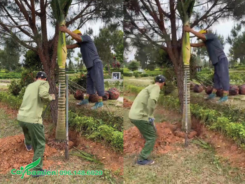 Giữ cây theo phương thẳng đứng trong hố trồng