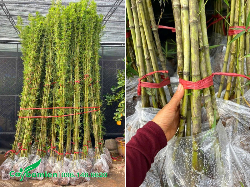 Bán cây Trúc Quân Tử chiều 3m, thân đẹp