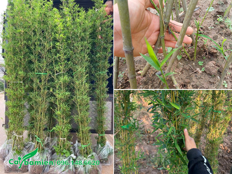 Kiểm tra cây trúc quân tử khỏe đẹp