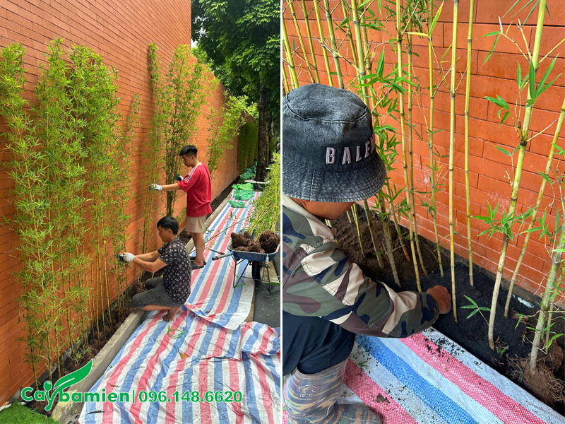 Thi công trồng cây Trúc Quân Tử dọc theo bờ tường công trình, chiều dài 100m