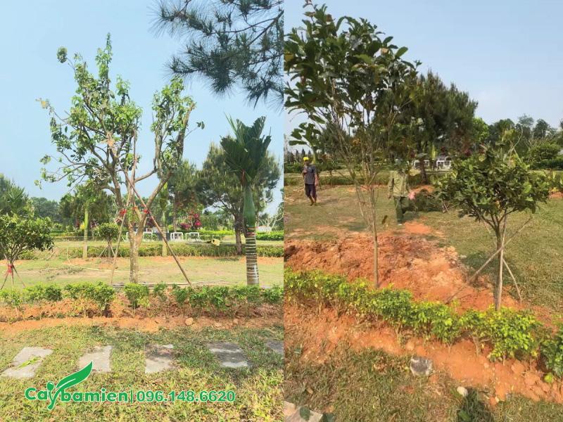 Chống đỡ cho cây bằng cọc chắc chắn