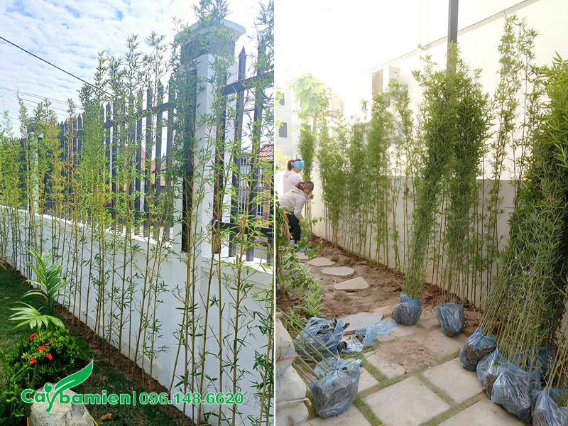 Trồng cây trúc quân tử làm hàng rào cho sân vườn, tường rào biệt thự
