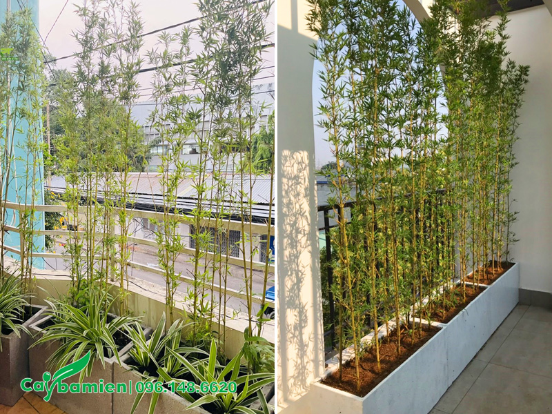 Trồng cây Trúc Quân Tử trong chậu xi măng đá mài, sắp xếp trên sân thượng, ban công