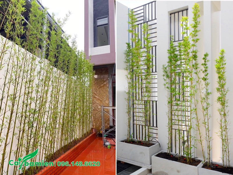 Cây Trúc Quân Tử trồng trước nhà dọc theo tường rào hoặc trồng trong chậu cảnh