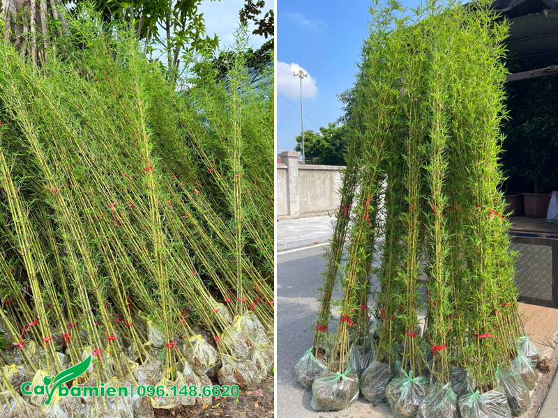 Bán số lượng lớn cây Trúc Quân Tử chiều cao hơn 2m tại Hà Nội, Hưng Yên