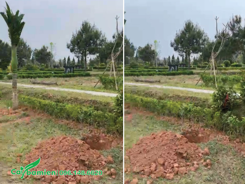 Đào hố sâu và rộng hơn kích thước bầu đất