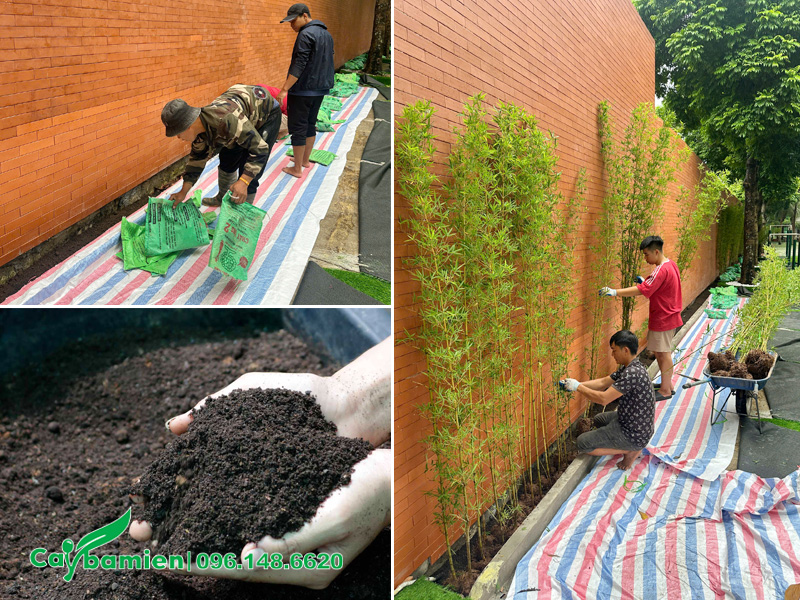 Chuẩn bị đất trồng cây trúc quân tử làm hàng rào