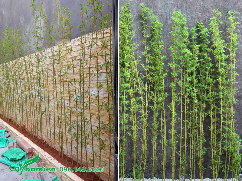 Trồng cây trúc quân tử làm hàng rào dọc theo bờ tường