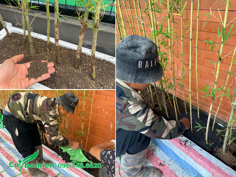 Trồng cây trúc quân tử làm hàng rào, chiều cao khoảng 2m5